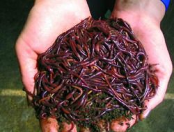 vermicompost