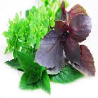 Herbal Raw Materials