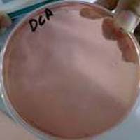 Deoxycholate Citrate Agar Plate