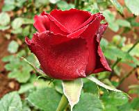 Dutch Red Rose