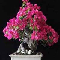 Bougainvillea Bonsai