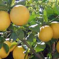 Citrus Lemon Plant