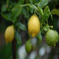 Citrus Limonia Plant