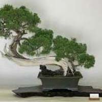 Juniper Bonsai