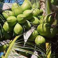 Malayan Green coconut Plants