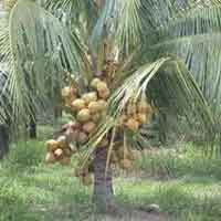 Malayan Yellow (dwarf)-coconut Plant