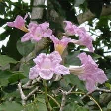 Tabebuia (Tebebuia Rosea)