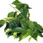 curry leaves powder