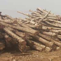 Teak Wood Round Logs