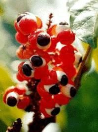 Guarana Seeds Powder Extract Of Brazil