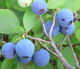 Berry Juice Concentrate