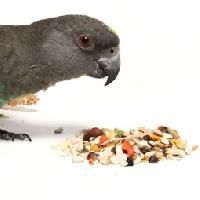 Bird Feed