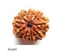 9 Mukhi Nepali Rudraksha bead