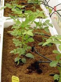 Coco Peats for Growing Plants