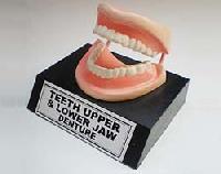 Teeth Upper Dental Equipment