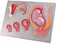 Fetal Development Model