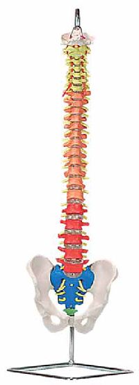 Flexible Spinal Column