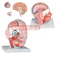 Head Dissection