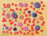 Human Blood Cells Model