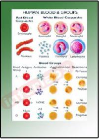 Human Blood & Groups