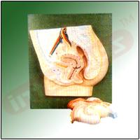 Human Female Reproductive System Model