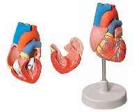 2 Parts Human Heart Model