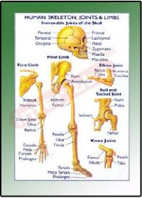 Human Skeleton Joints & Limbs