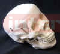 Plastic Skull Model