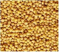 yellow mustard seeds