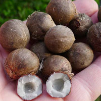 jubaea chilensis seeds (coquito nuts, bab