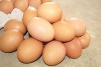 Brown Poultry Eggs