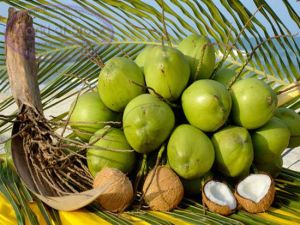 fresh coconut fresh coconut