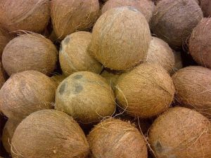 Matured Coconuts Matured Coconuts