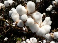 raw organic cotton