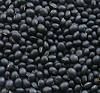 Black Beans