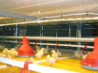 poultry equipments