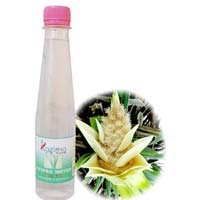 Schraubenpalme Water