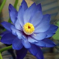 Blue Lotus Attar
