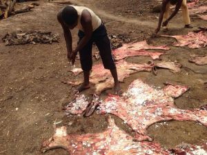 Wet Salted Donkey Hides