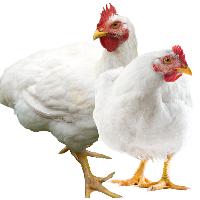 Suguna Poultry Farm Limited - Manufacturer of Broiler Chicken from  Coimbatore, India