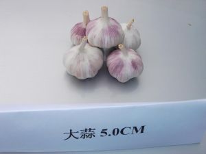 Normal White Garlic 5.0cm Normal White Garlic 5.0cm