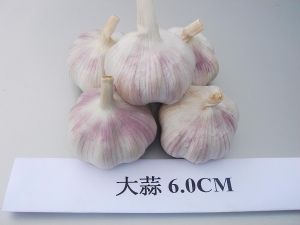 Normal White Garlic 6.0cm Normal White Garlic 6.0cm