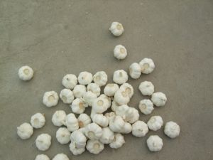 Pure White Garlic 5.0cm Pure White Garlic 5.0cm