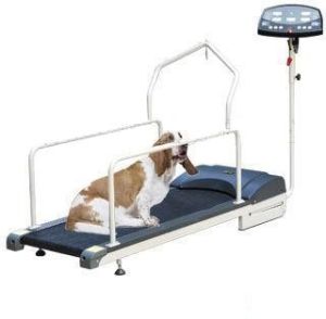 New Trend and Hot Sale PET Treadmill