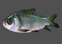 rohu fish