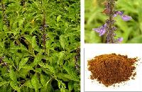 Coleus Extract