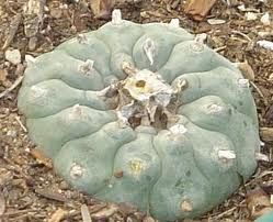 Peyote Peyote