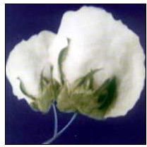 Raw Cotton Material Raw Cotton Material