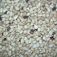 tamarind seeds