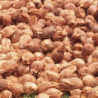 Semi Husked Coconuts for Export
